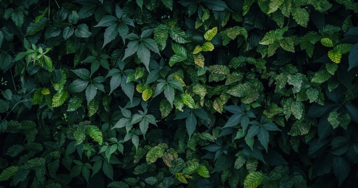 leaves