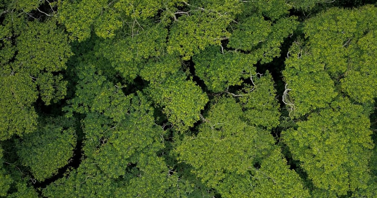 trees